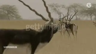 All animal, Relax video music, relaxation music video,nature videos, ,status nture, boot, nature