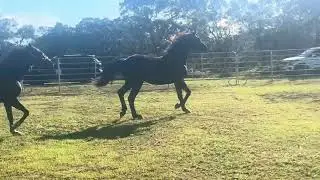 Horses at Liberty-Dutch Warmblood & Appendix quarterhorse geldings in Hawaii -coming two year olds