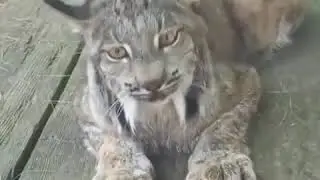In case you never heard a lynx meowing
