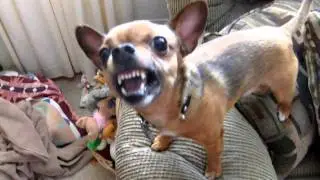 chihuahua mad dog Franklin