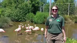 Day in the Life of a Zoo Keeper | BIRDS