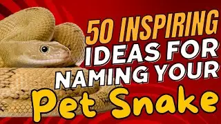 50 Inspiring Ideas For Naming Your Pet Snake 🐍🌟