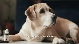 Dog joint pain, bone, and walking difficuty- solution #dog #petmedicine #doglife