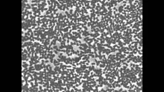 Collective Motion of Spherical Bacteria