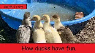 What Smith's Nature Friendly Farm ducks do for fun. - Cute duck gone wild!