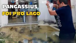 PANGASSIUS DE CASA NOVA E GIGANTE