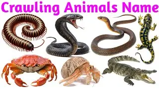 Crawling Animals Names in English for Kids | Learn Insects, Reptiles and Small Ground Animals |