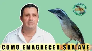 COMO EMAGRECER SUA AVE