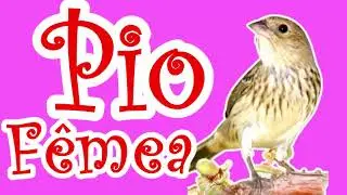 Melhor PIADO F&Ecirc;MEA de TIZIU (ATUALIZADO 2023) Volat&iacute;nia Jacarina PIO F&Ecirc;MEA de TIZIU
