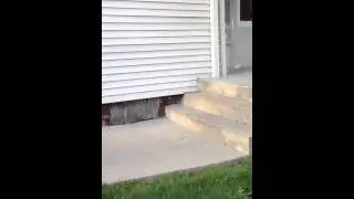 Zane and jagger jumping a 3 stair