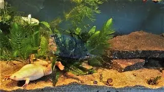 Подготовка и уход за аквариумом для африканской шпорцевой лягушки (Xenopus laevis)