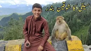 Murree Fun With Moneky | Funny monkey |  Selfi ka shoqeen bandar k I khan