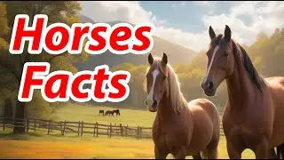 10 Fascinating Facts about Horses