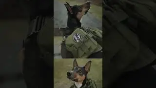 Team K9 Tactical No-Pull Dog Harness