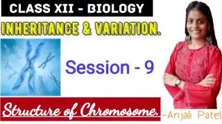 Class XII Biology - Inheritance and Variation : Structure of Chromosome.