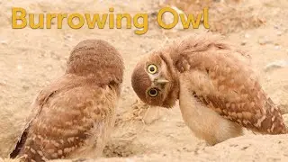 Burrowing Owl: Howdy Neighbor!