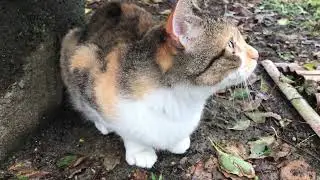 Where the Leaves Fall, the Cat Waits