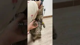 Funny Cat Eating | Hi, Cat, Give Me Your Hands! 🥰😽🐾