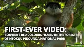 This rare monkey species was caught on video for the first time!