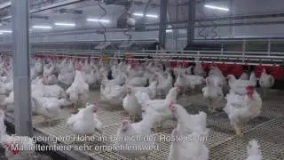 [DE] Single Manure Belt System