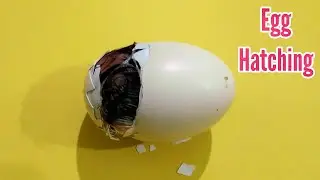 Chick Used Beak To Break Egg Shell || 3MB Vlogs