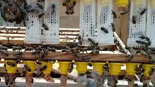 الحلقة 94 متابعة الملكات التي تمت تربيتها في الحلقة 92 بطريقة التطعيم.