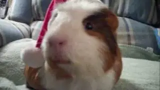 Re: Singing Animals Holiday Video - Bear