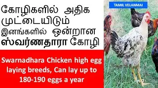 Swarnadhara chicken breeds  ||  High Egg Laying breed   || ஸ்வர்ணதாரா&nbsp;கோழி ||  Tamil Velanmai