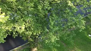 🏙️✨ Explore the beauty of Mosholu Parkway in The Bronx, NYC! 🌳🚶&zwj;♂️ From charming tree-lined