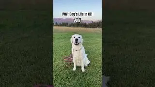 A Dog&rsquo;s POV Living In Connecticut #funnydogs #cutedog #shorts