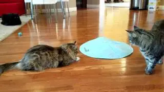 SmartyKat Hot Pursuit Cat Toy Concealed Motion Toy