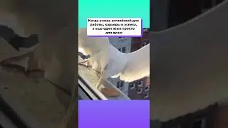 Согласны, узнали?  #kakrodnoy #какродной