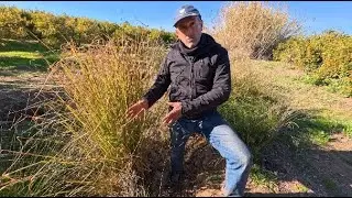 Harvesting Salustians, vetiver and upcoming strategies