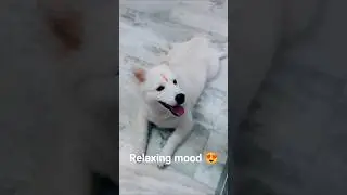 Dog expression relaxing mood on😍 #trending #dogshorts #reels #reelsinstagram #dog #puppy #shortvideo