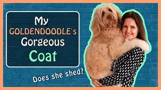 GOLDENDOODLE:  My Dog's Wavy Coat (& does she SHED?)