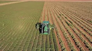 Harvest 2020 is starting, digging peanuts 🥜