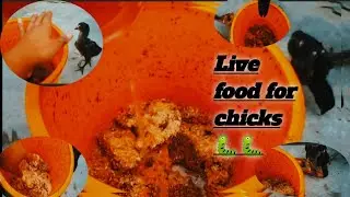 How to raise insect at home | Live food for Chicks | free Chicken feed ideas | ma...&lrm;