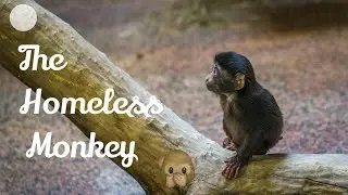 The Homeless Monkey | Fairy Tales and Bedtime Story | Kids Story | Storytime