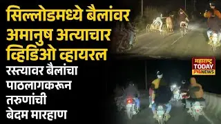 सिल्लोडमध्ये बैलांवर अमानुष अत्याचार.! पाठलाग करुन बैलांना बेदम मारहाण..#sillod#chha.sambhajinagar#