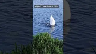 Majestic Swan