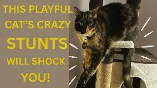 Extreme Cat Stunts!