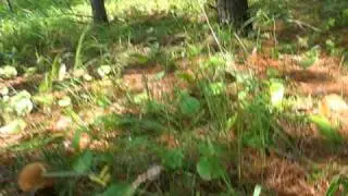 Белый гриб - боровик, Манитоба, Канада. Boletus mushroom, Manitoba