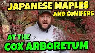 Cox Arboretum Garden Tour ! Part 1 |Talking Conifers and Japanese Maples! | MrMaple Walk Through