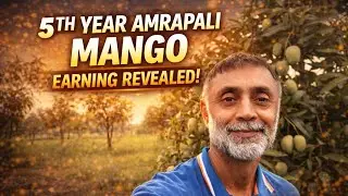 Mango Orchard Year 5 &ndash; Surprising Yield Numbers