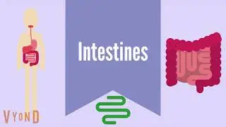 The Intestines | The Digestive System Unit 3