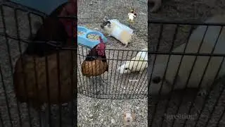 How a rooster would react to Guinea pigs #fyp #viral #cute #guineapig #rooster #gallos