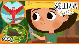 Exploring Wildlife in the Rainforest 🦜🐒🐍 | What Will You Spot? 👀 | Sullivan Sails |​ @RT&Eacute;KIDSjr​