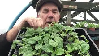 last of the bedding potted and a look at the vine harvest sep 2024