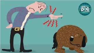 10 Ways You are Hurting Your Dog Without Realizing It