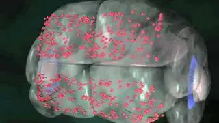 Zebrafish Eye Neuron Growth